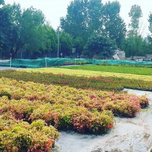 Nandina