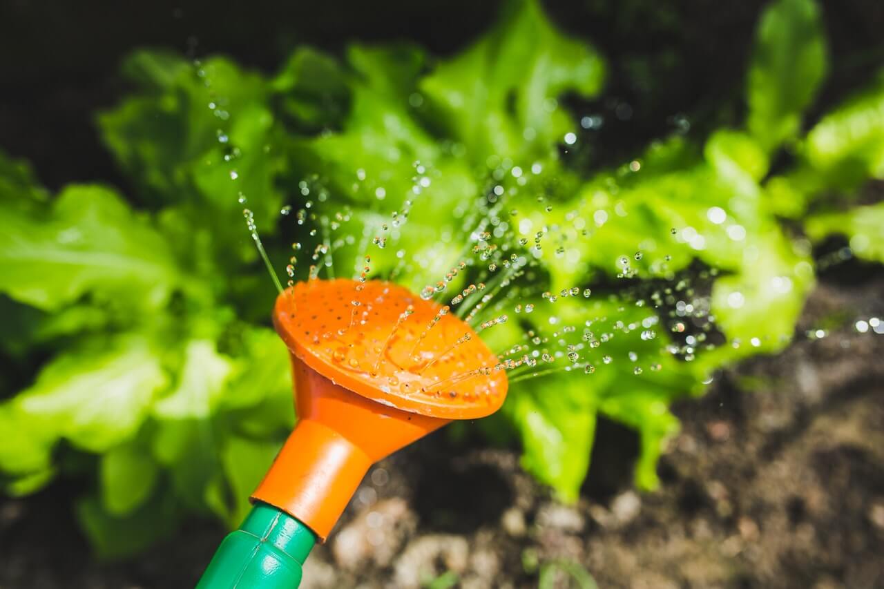 Hizmetlerimiz watering plants with a watering can