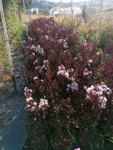 Beyaz çiçekli Siyah Yapraklı  oya ağacı fidanı Lagerstroemia indica Pure White