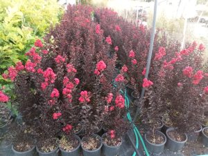Kırmızı çiçekli Siyah Yapraklı  oya ağacı fidanı Lagerstroemia indica Best Red 