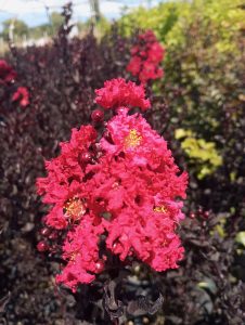 Kırmızı çiçekli Siyah Yapraklı  oya ağacı fidanı Lagerstroemia indica Best Red 