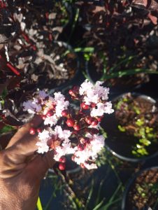 Beyaz çiçekli Siyah Yapraklı  oya ağacı fidanı Lagerstroemia indica Pure White