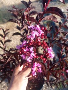 Pembe çiçekli Siyah Yapraklı  oya ağacı fidanı Lagerstroemia indica Purely Purple