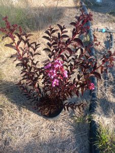 Pembe çiçekli Siyah Yapraklı  oya ağacı fidanı Lagerstroemia indica Purely Purple