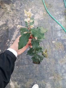 Pırnal Meşesi (Quercus İlex) Çoğaltımı, Bakımı ve Peyzaj Kullanımı pirnal-mesesi-peyzaj-ve-canli-cit