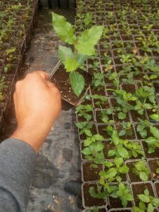 Pırnal Meşesi (Quercus İlex) Çoğaltımı, Bakımı ve Peyzaj Kullanımı pirnal-mesesi-topiary-sekilli-budama