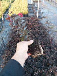 Siyah Yapraklı  oya ağacı fidanı Lagerstroemia indica Best Diamond 