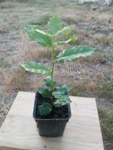 pirnal-mesesi-quercus-ilex-fidanlik