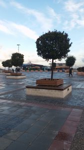 Pırnal Meşesi (Quercus İlex) Çoğaltımı, Bakımı ve Peyzaj Kullanımı pirnal mesesi peyzajda kullanimi